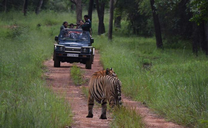 tiger safari